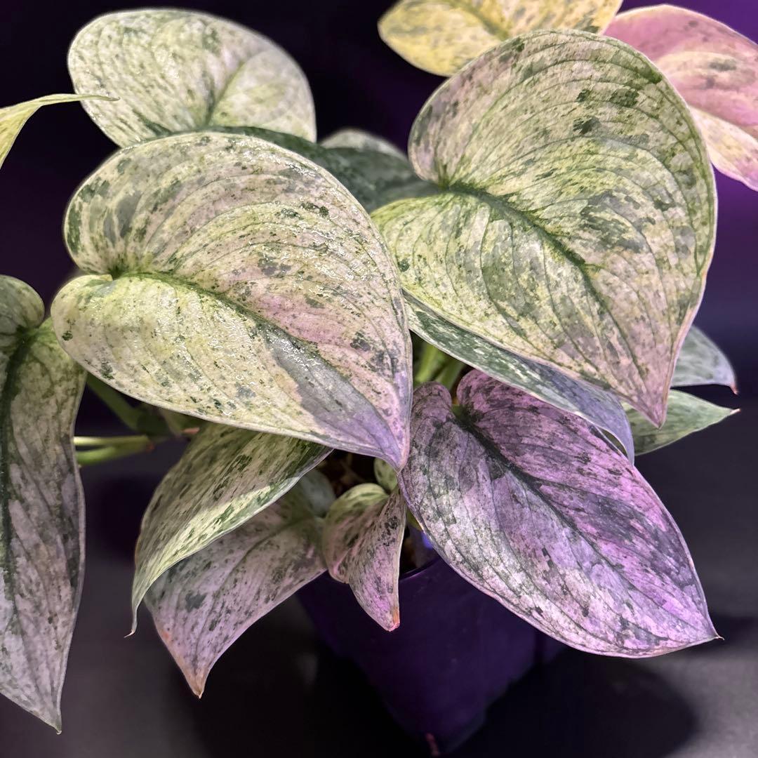 スキンダプサス ピースンマーブル わさわさ仕立て　1