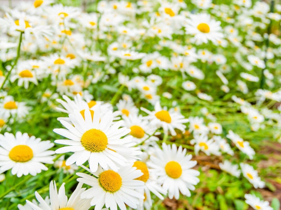 V*7様 【ジャンク】エプソン　EPSONインクジェットプリンタ　EP-707A