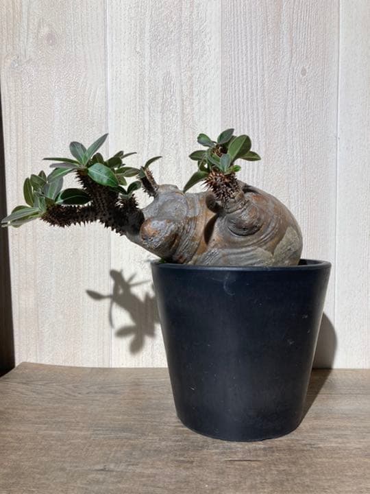 パキポディウム  マカイエンセ　「魔界玉」