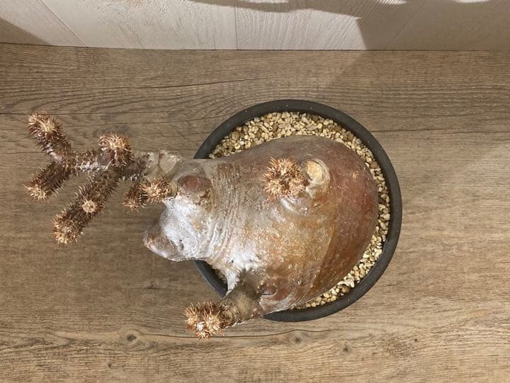 パキポディウム  マカイエンセ　「魔界玉」