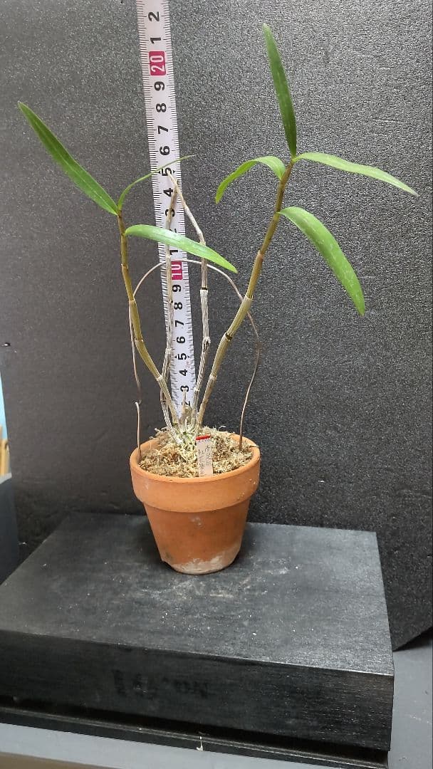 山野草 富貴蘭 長生蘭(セッコク 神奈川県産濃色紅花)