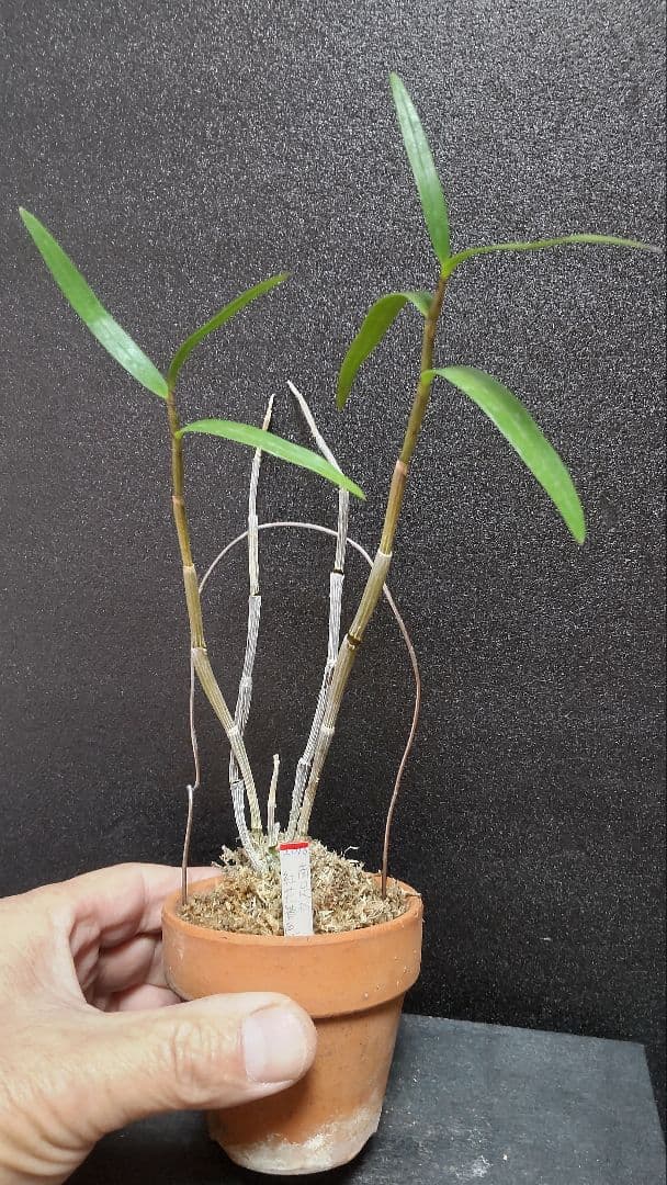 山野草 富貴蘭 長生蘭(セッコク 神奈川県産濃色紅花)