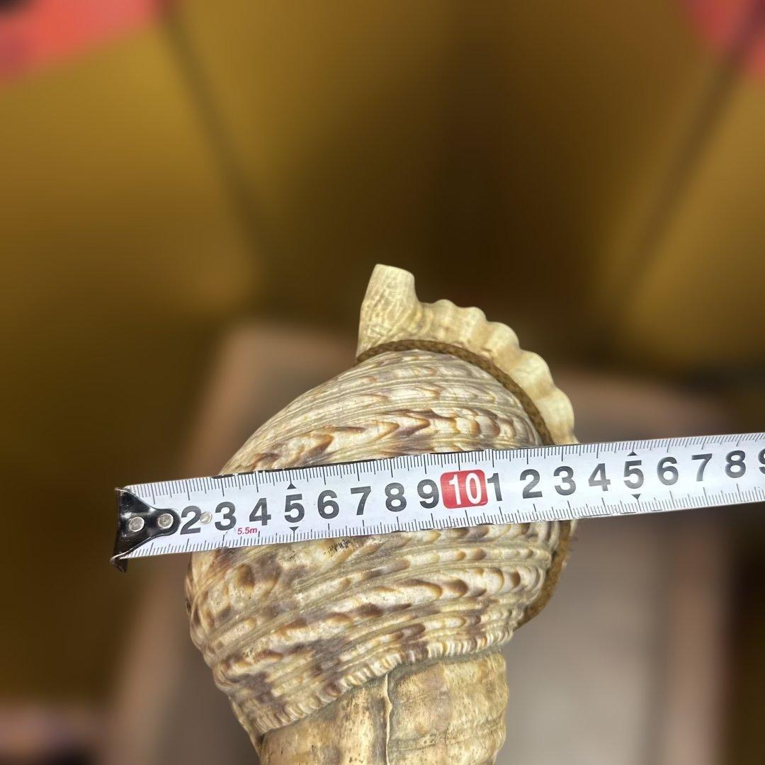 古民具 時代物 玉化 法螺 ほら貝 置物 縁起物 鑑賞石