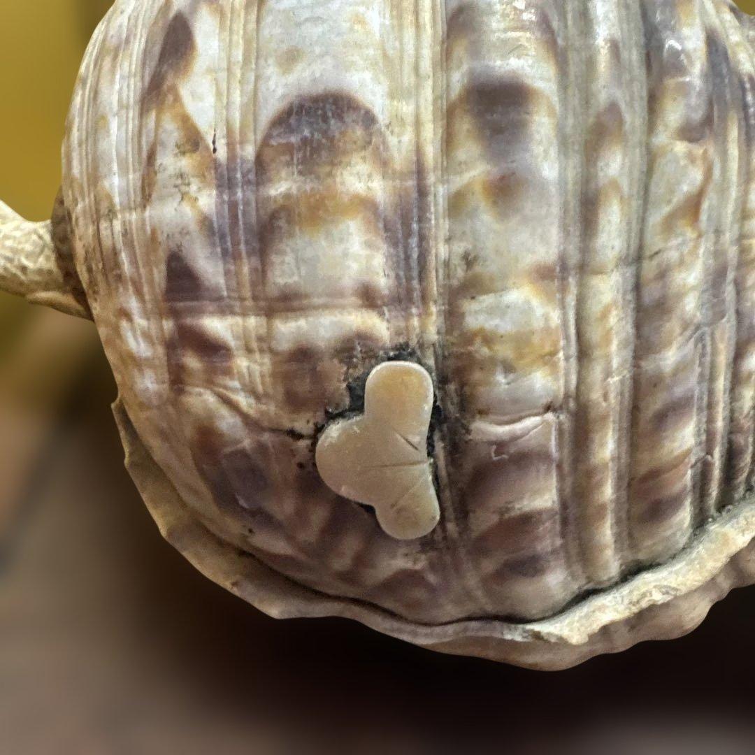古民具 時代物 玉化 法螺 ほら貝 置物 縁起物 鑑賞石