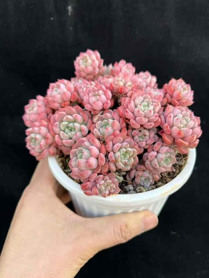 Top【選抜株】多肉植物　263781ノーブル　10個　鉢無し/脱土