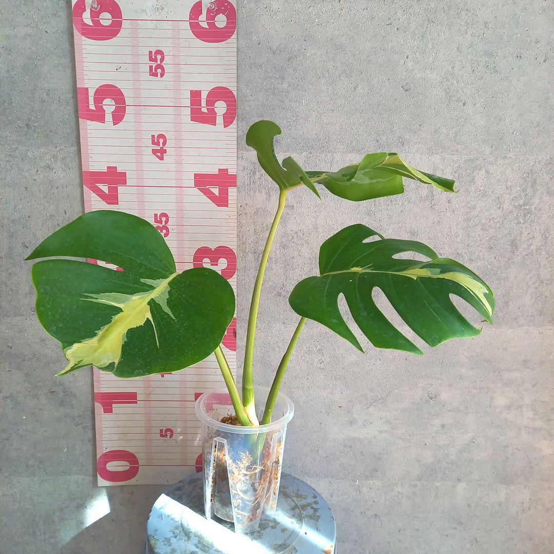 超絶希少 モンステラ デリシオーサ ホワイト　ラバ