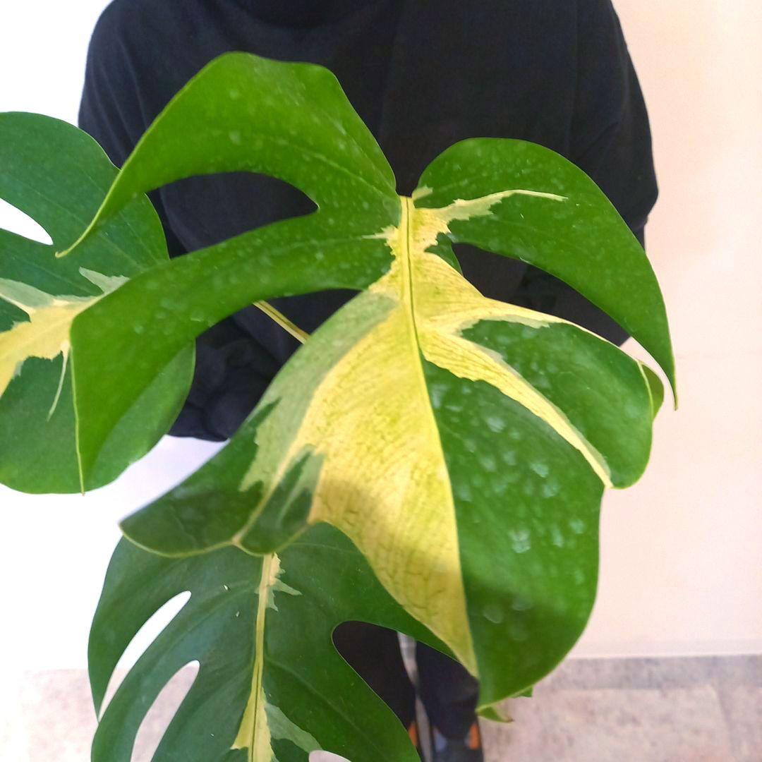 超絶希少 モンステラ デリシオーサ ホワイト　ラバ