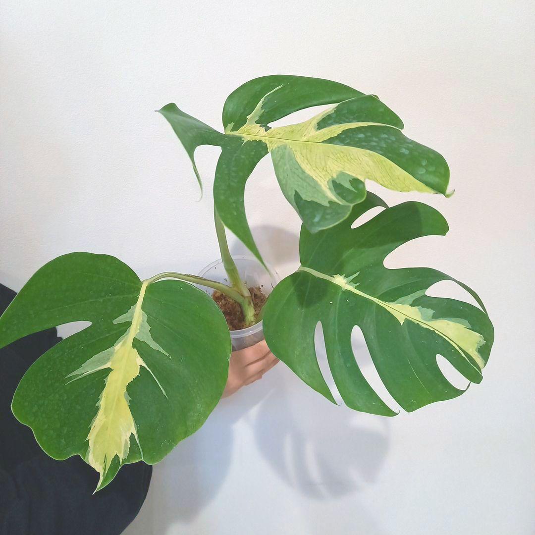 超絶希少 モンステラ デリシオーサ ホワイト　ラバ