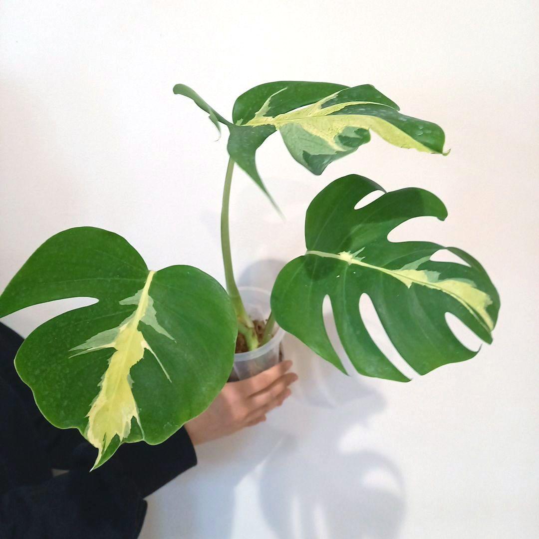 超絶希少 モンステラ デリシオーサ ホワイト　ラバ