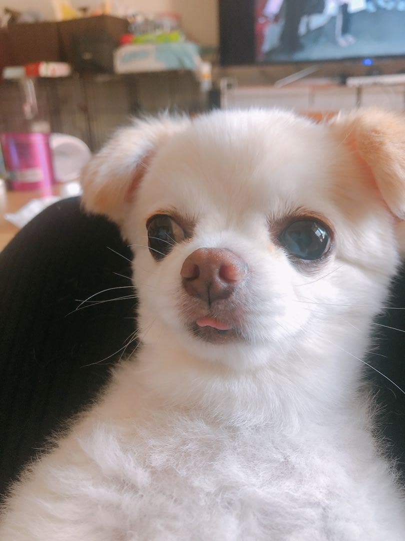 うちの子素材確認用