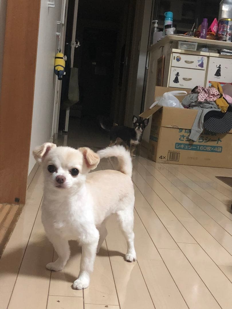 うちの子素材確認用