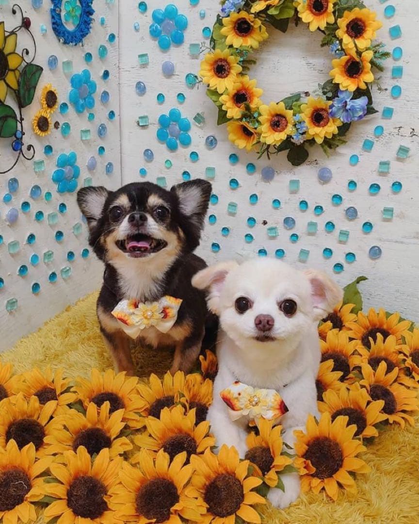 うちの子素材確認用