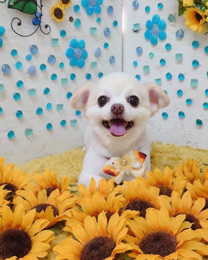 うちの子素材確認用