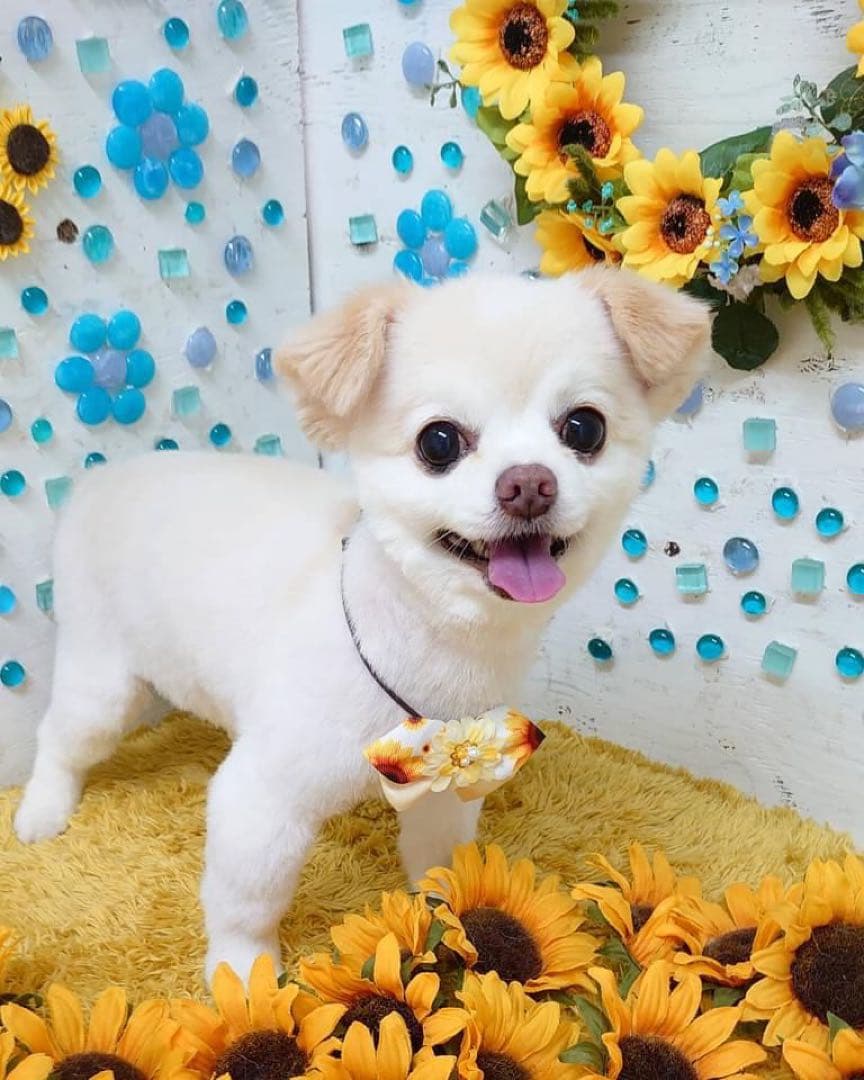 うちの子素材確認用