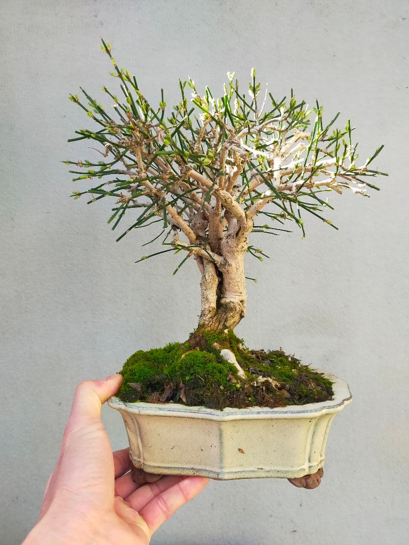 ミニ盆栽。黄梅ミニ盆栽です。