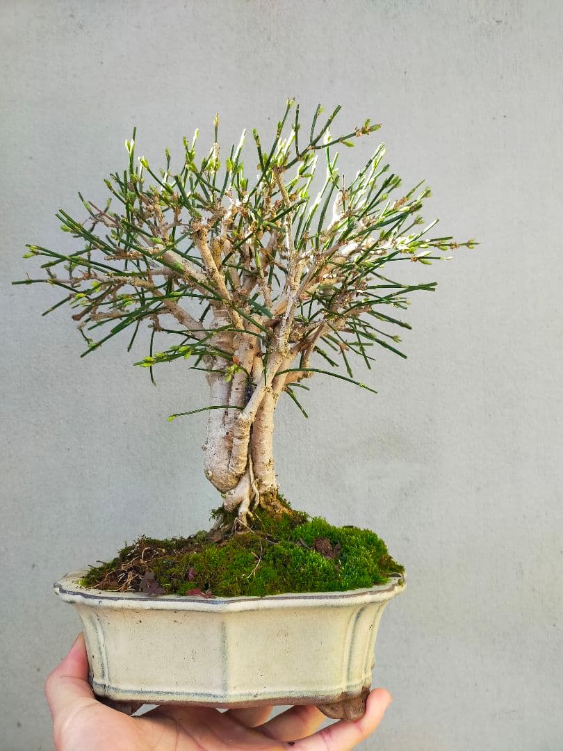 ミニ盆栽。黄梅ミニ盆栽です。