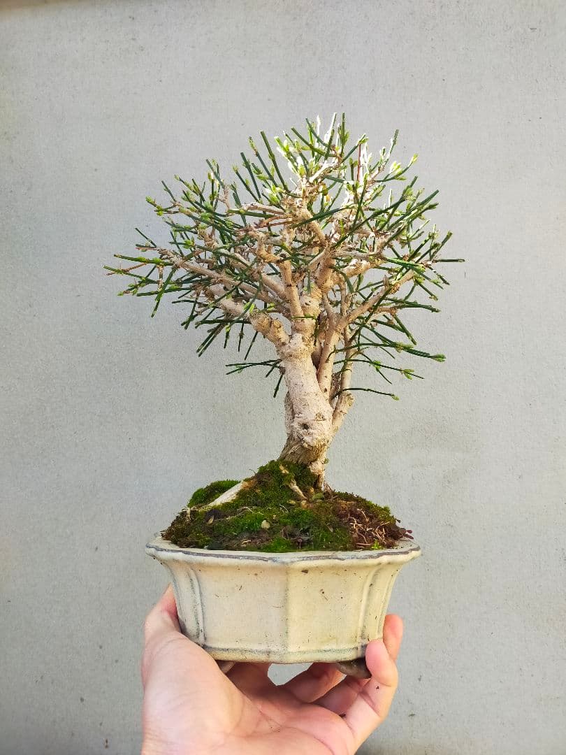 ミニ盆栽。黄梅ミニ盆栽です。