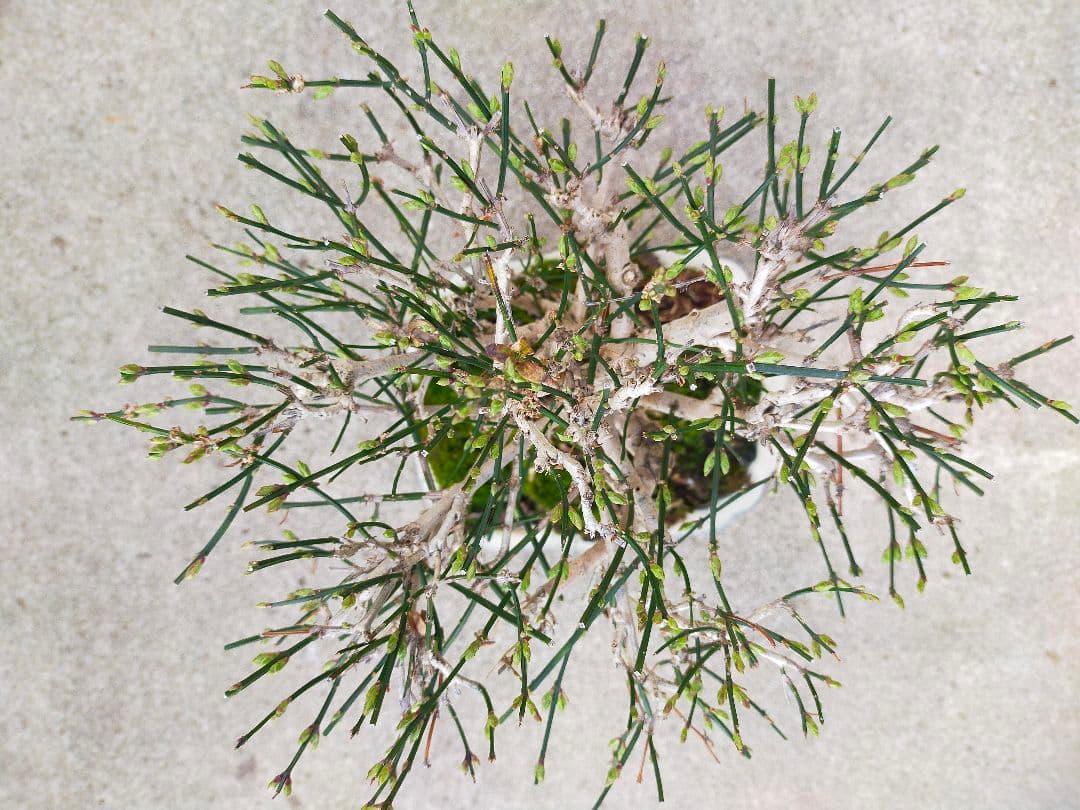 ミニ盆栽。黄梅ミニ盆栽です。