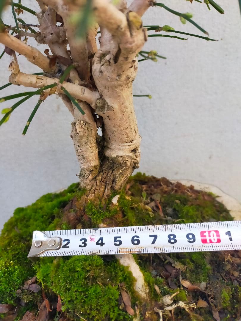 ミニ盆栽。黄梅ミニ盆栽です。