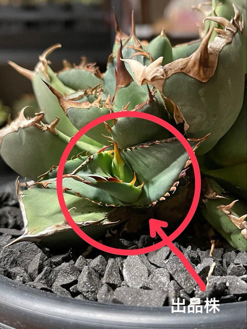 アガベチタノタ　スーパー阿修羅　ヤバチタ 【特上コレクション株】