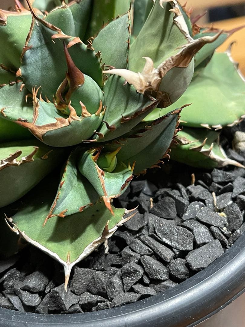 アガベチタノタ　スーパー阿修羅　ヤバチタ 【特上コレクション株】