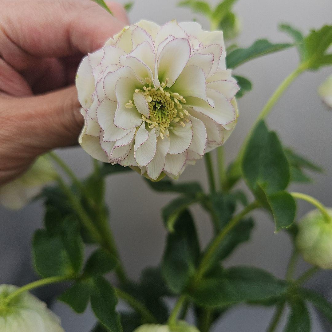 クリスマスローズ５号　ホワイトピコティカップ咲き