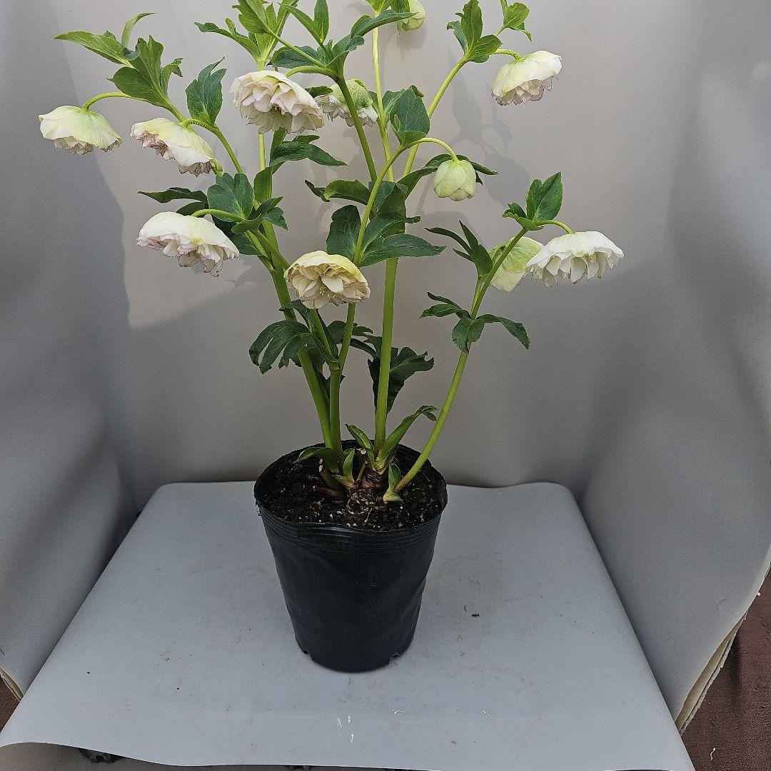 クリスマスローズ５号　ホワイトピコティカップ咲き