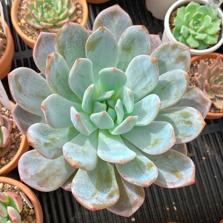 モンスター級巨苗　ラウイxリンゼアナ　超美苗