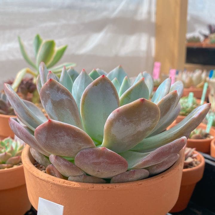 モンスター級巨苗　ラウイxリンゼアナ　超美苗