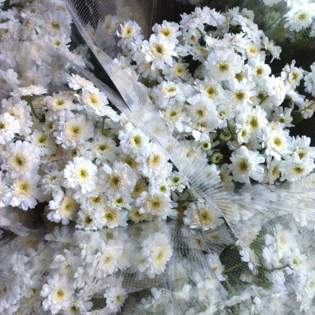 Bonboun.❁⃘*.゜♪