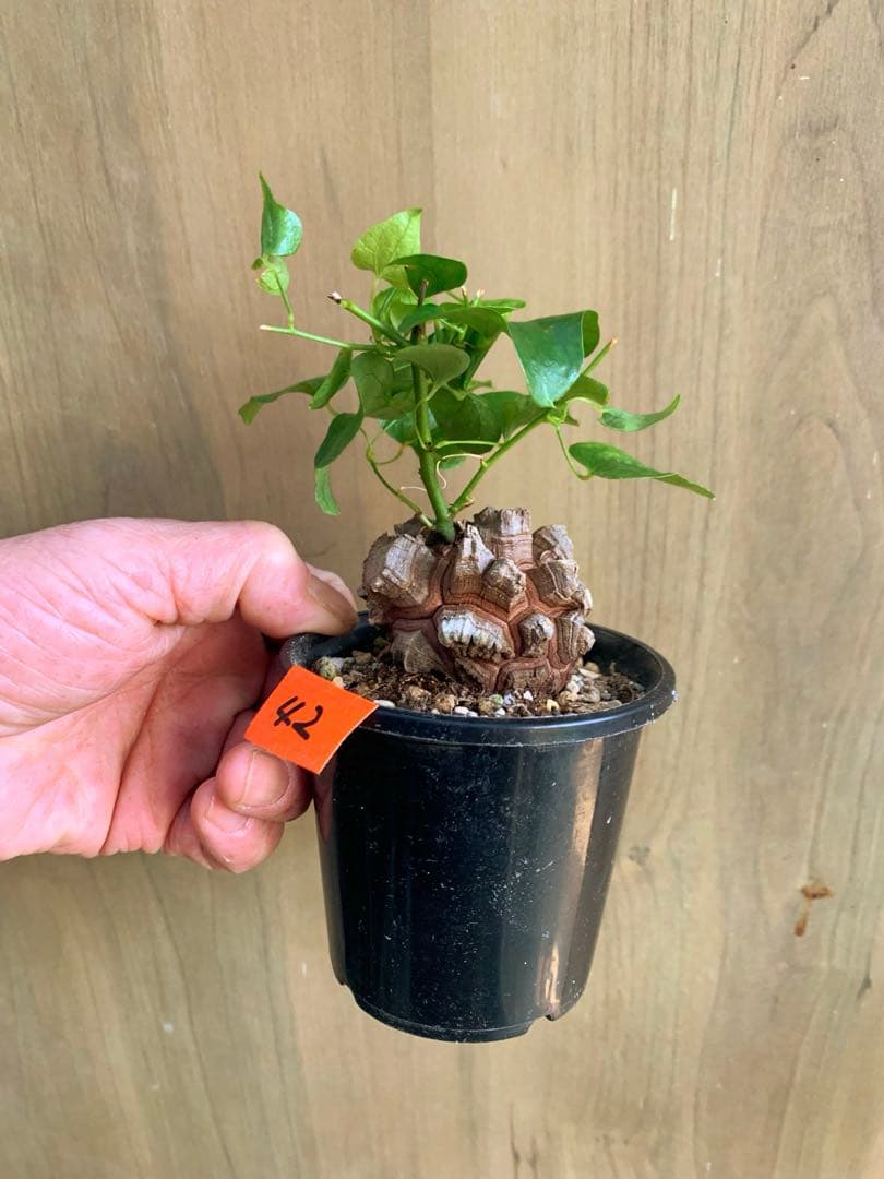 アフリカ亀甲竜　no42