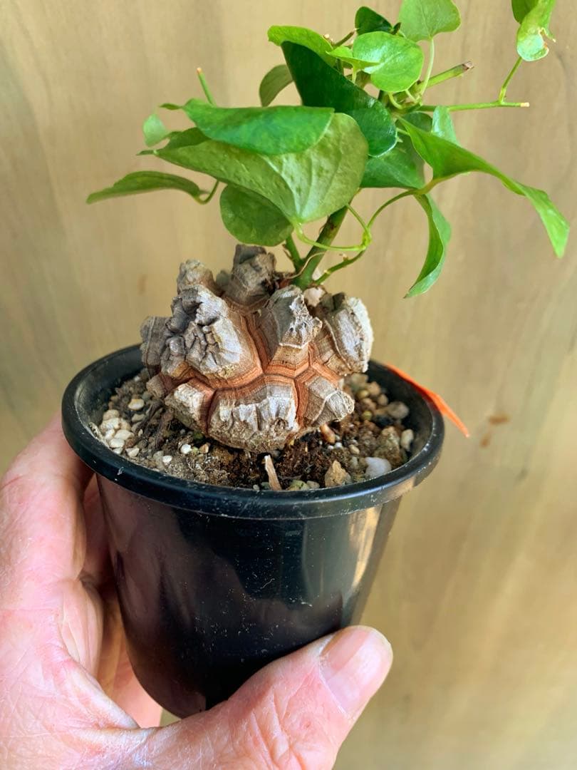 アフリカ亀甲竜　no42