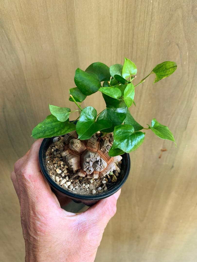 アフリカ亀甲竜　no42