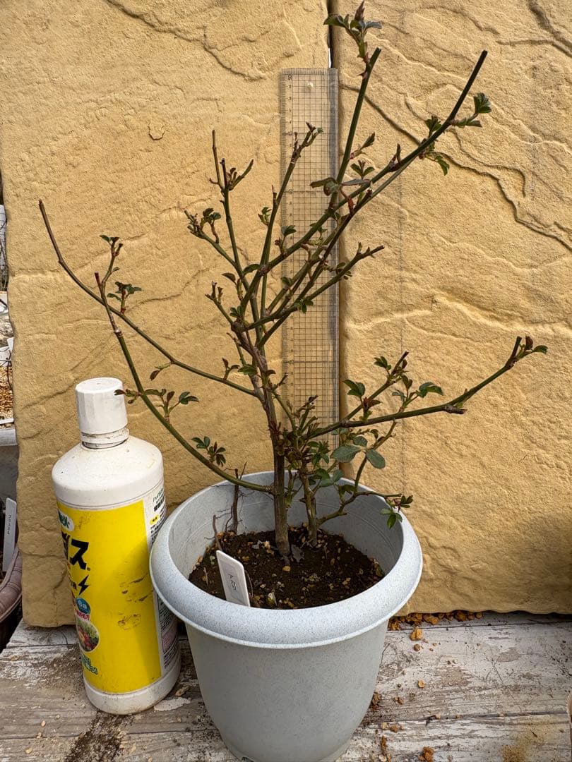 入手困難ꫂ ၴႅၴキャンドルの火に灯したような美しい和の薔薇