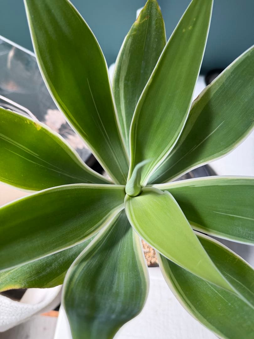 【タイムセール】アガベ・アテナータ・レイオブライト / 幹太 白覆輪 希少 レア