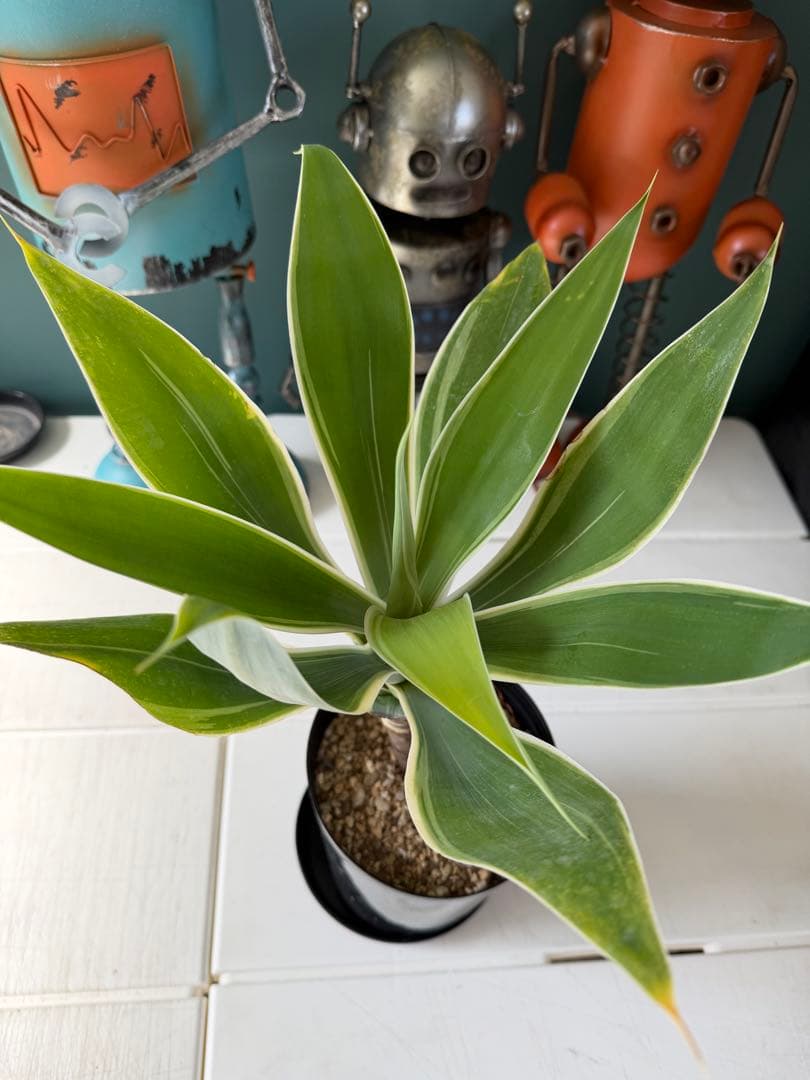 【タイムセール】アガベ・アテナータ・レイオブライト / 幹太 白覆輪 希少 レア