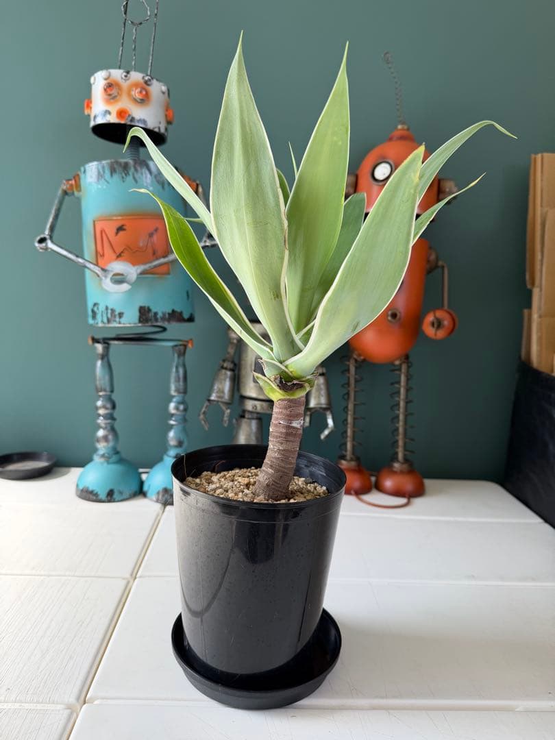 【タイムセール】アガベ・アテナータ・レイオブライト / 幹太 白覆輪 希少 レア