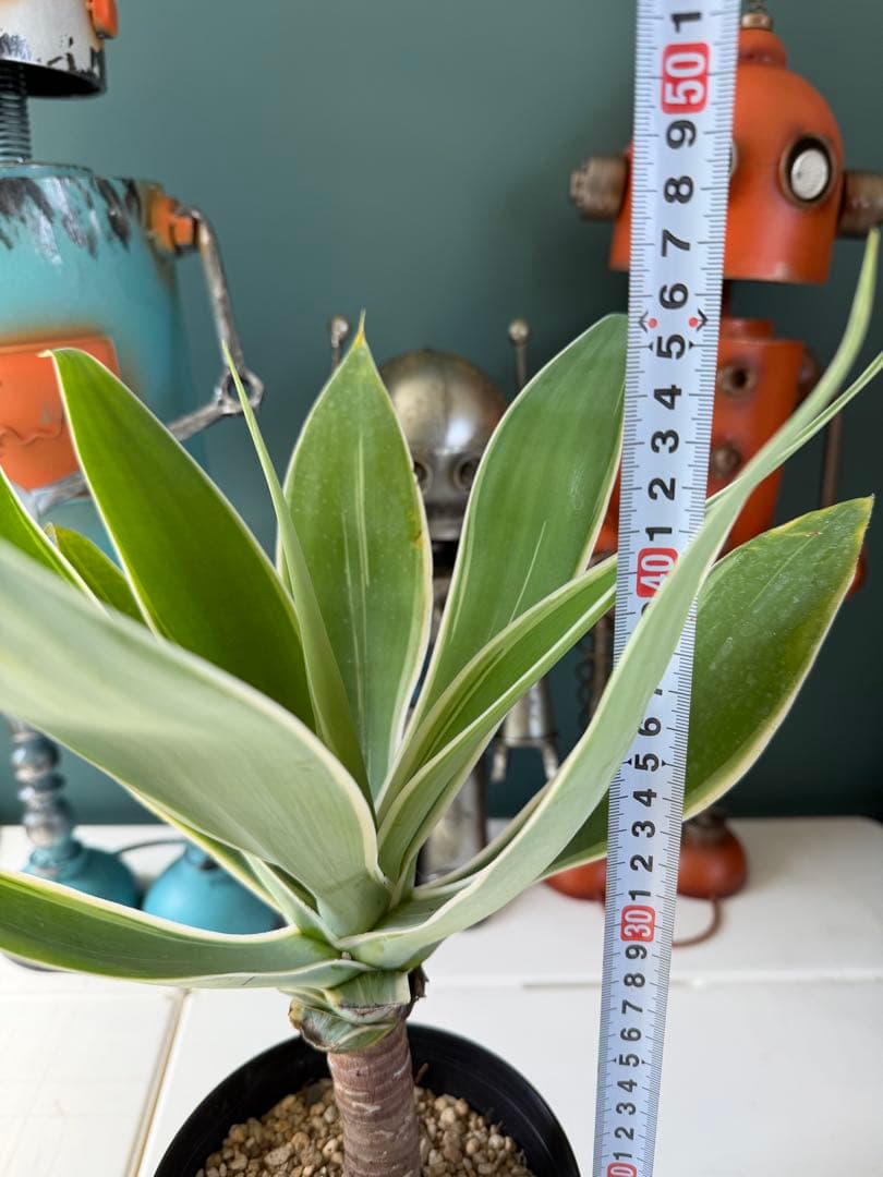 【タイムセール】アガベ・アテナータ・レイオブライト / 幹太 白覆輪 希少 レア