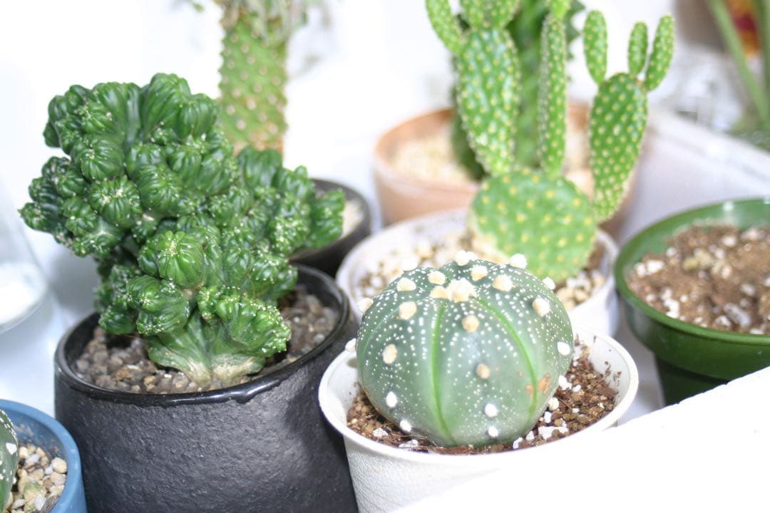 キャノンEOS デジタル一眼レフ レンズ28-80mm付 付属品完備 動作確認済