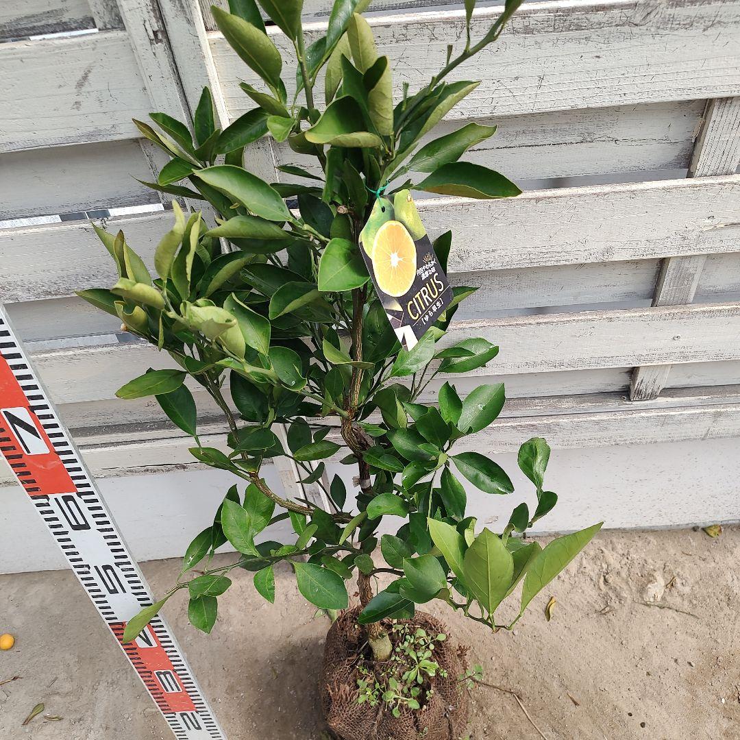 ③ゆら早生みかん 3年生 苗木 結実実績あり！