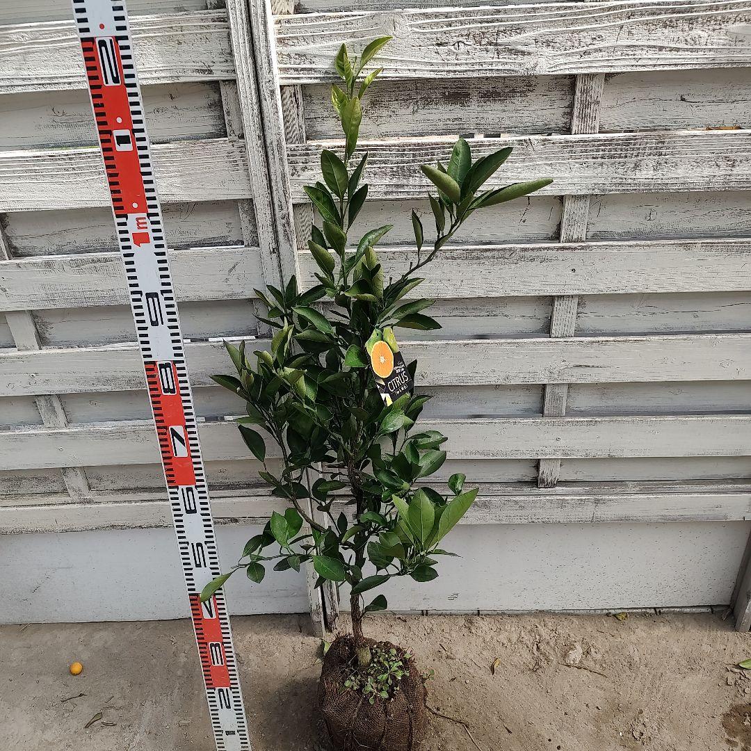 ③ゆら早生みかん 3年生 苗木 結実実績あり！