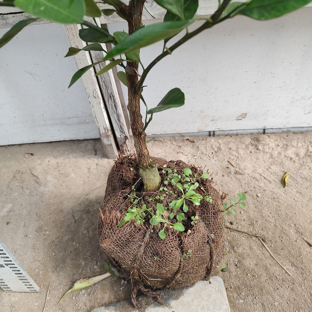 ③ゆら早生みかん 3年生 苗木 結実実績あり！