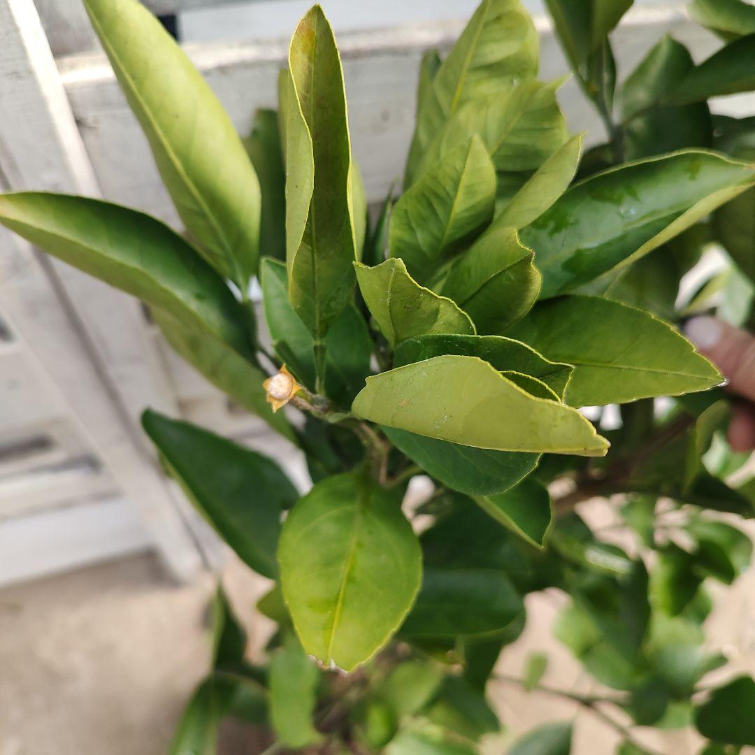 ③ゆら早生みかん 3年生 苗木 結実実績あり！