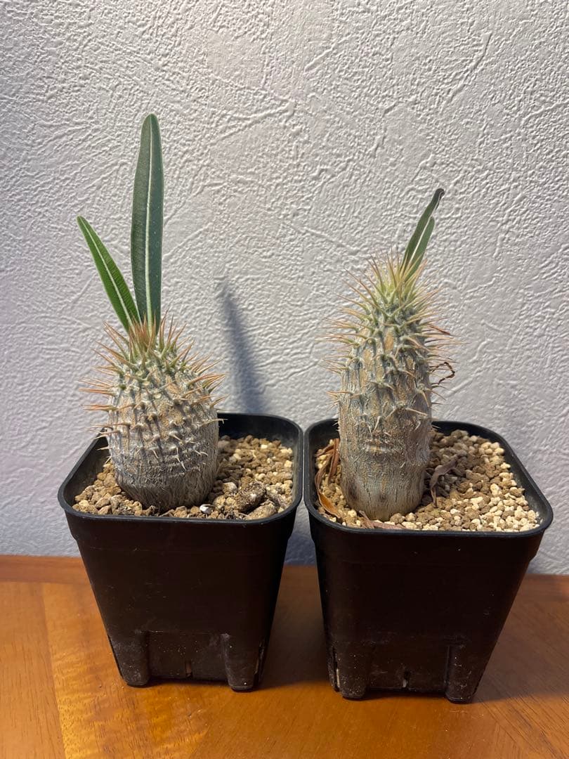 グラキリス　2株セット　マリオとルイージ