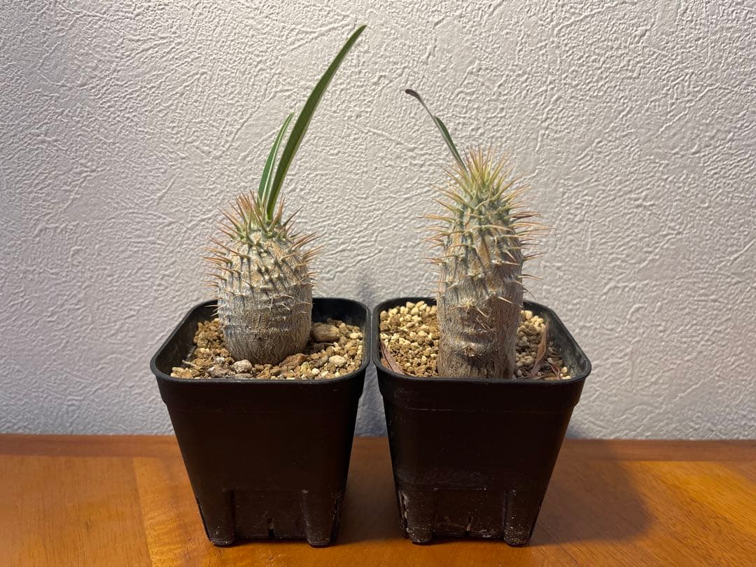 グラキリス　2株セット　マリオとルイージ