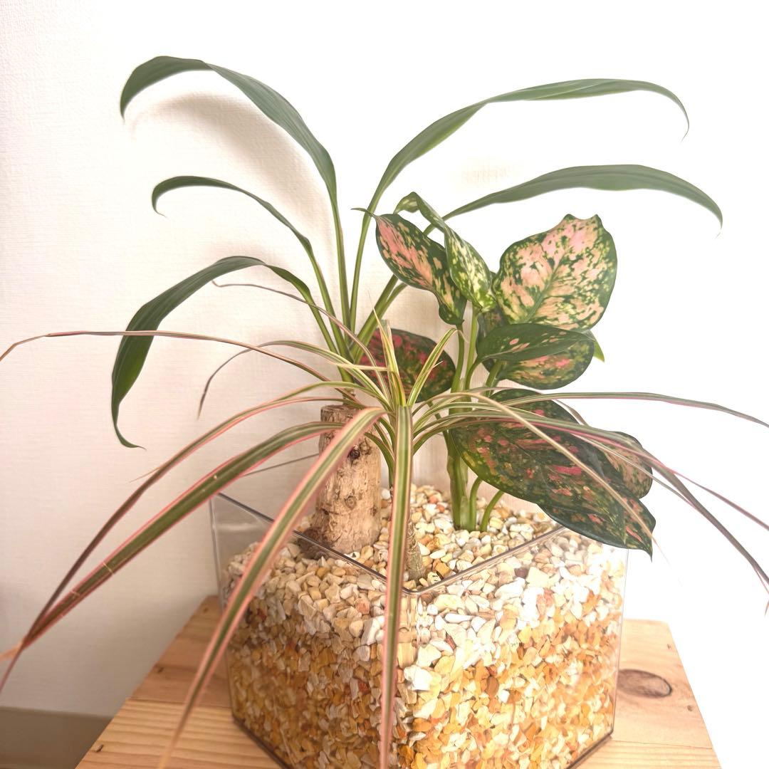 寄せ植え　観葉植物　ハイドロカルチャー　防虫効果