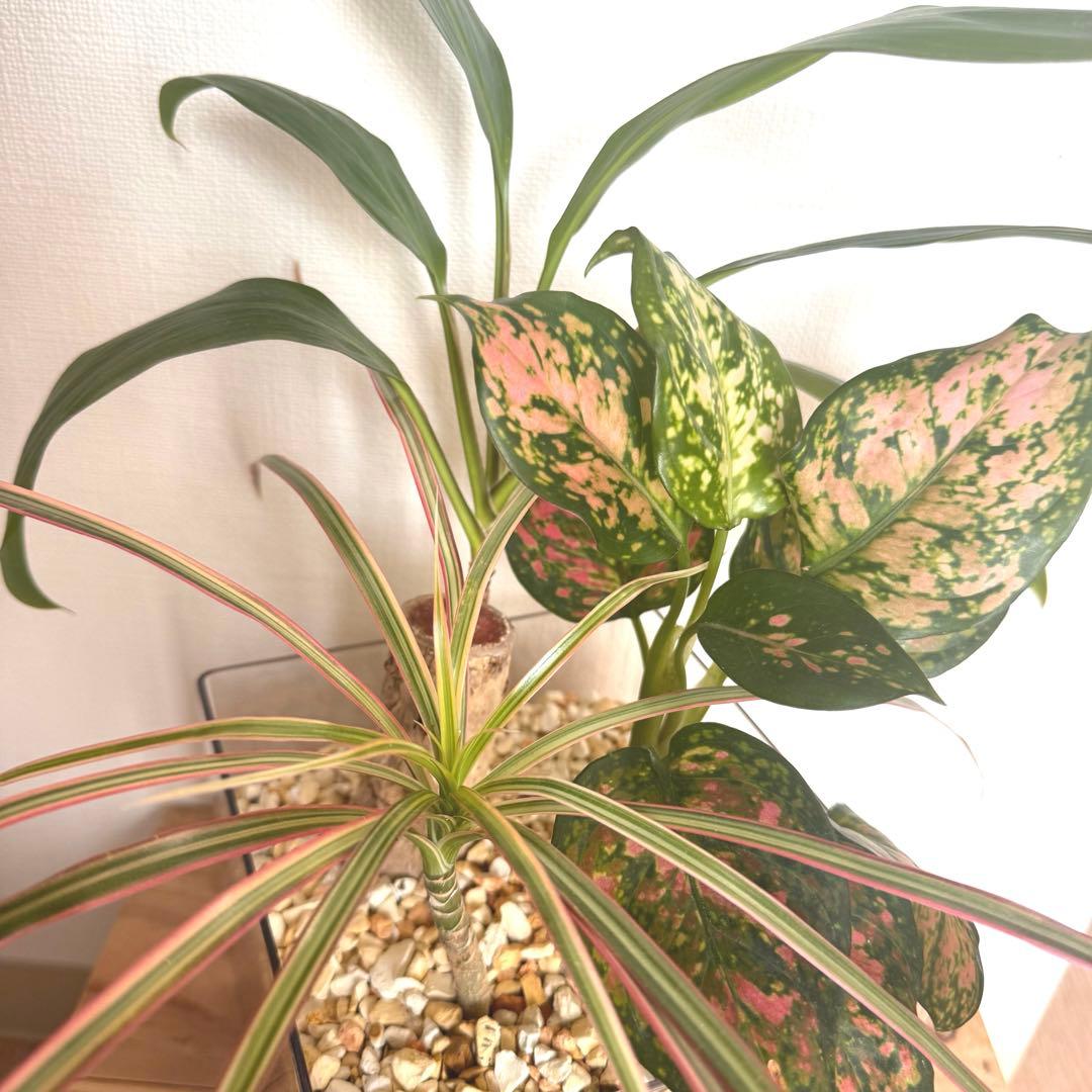 寄せ植え　観葉植物　ハイドロカルチャー　防虫効果