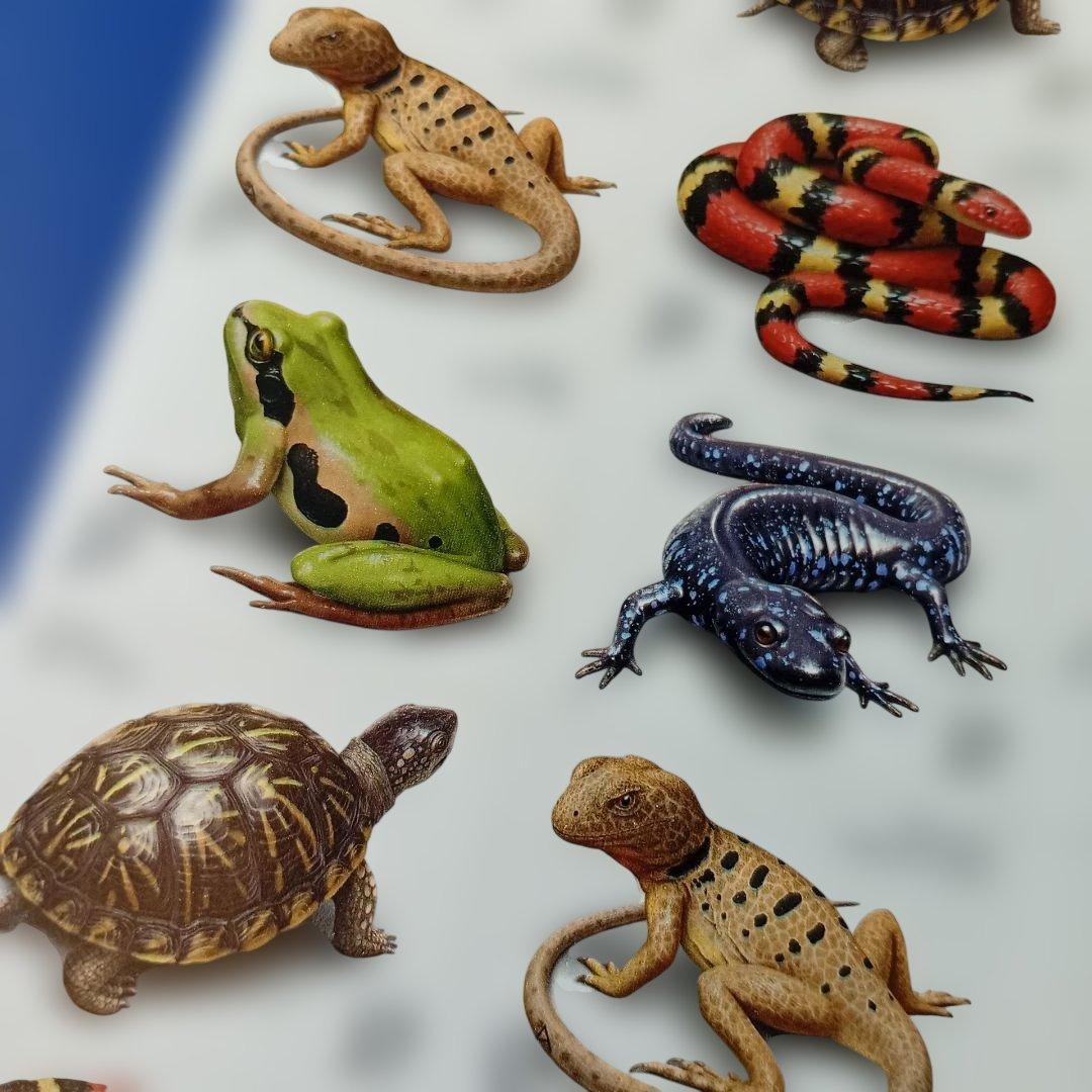 売約9895 外国切手 アメリカ 2002年 爬虫類・両生類動物 シール式5種