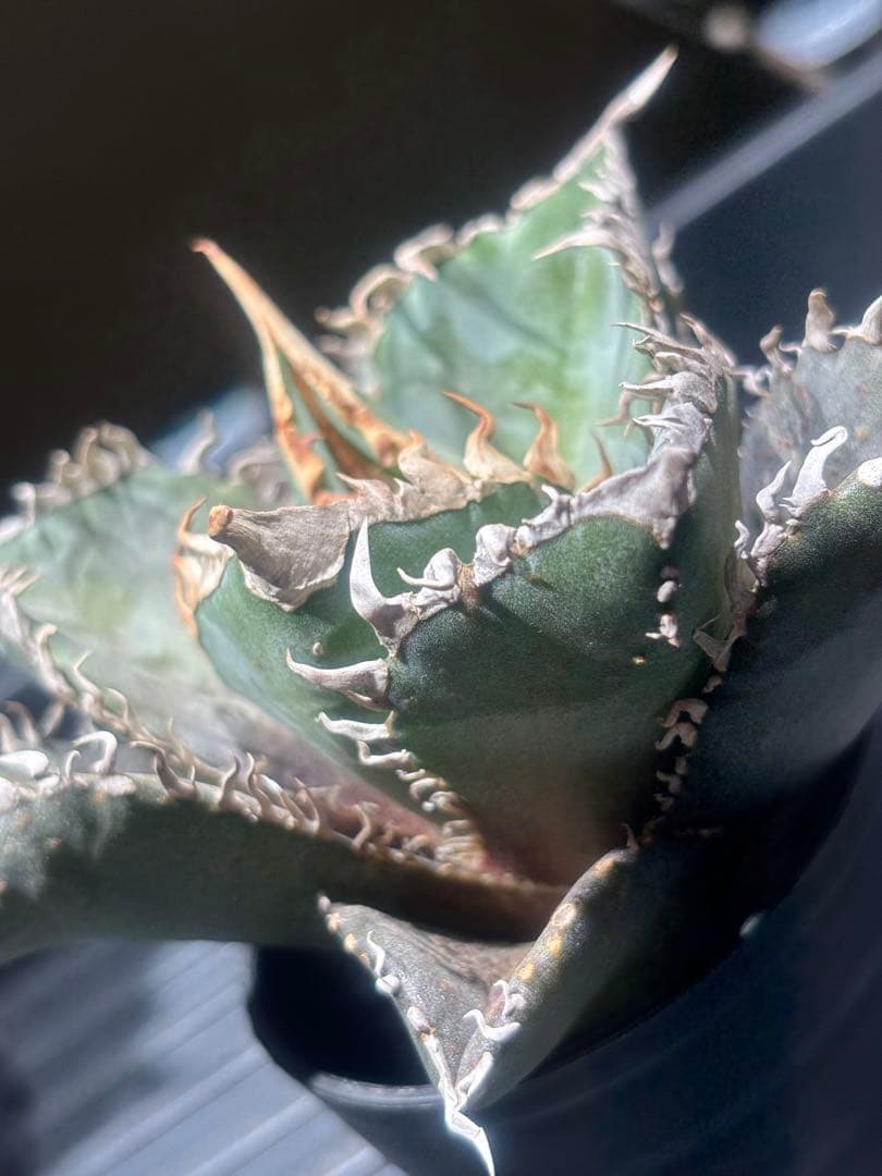 怪物級！アガベスーパーチタノタ（極上株）超S級悪魔くんBAKEMONO高級品種！