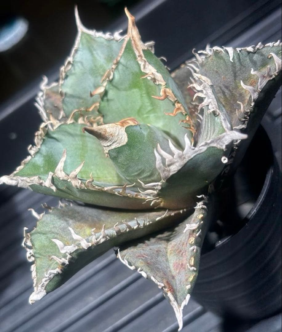 怪物級！アガベスーパーチタノタ（極上株）超S級悪魔くんBAKEMONO高級品種！